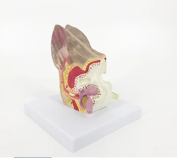 Новая анатомическая модель уха собаки, пособие для ветеринарных исследований YA-A5001